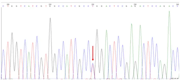 Figura 7: Sequenza diretta dell’esone 1 del gene adbr3. La freccia mostra 