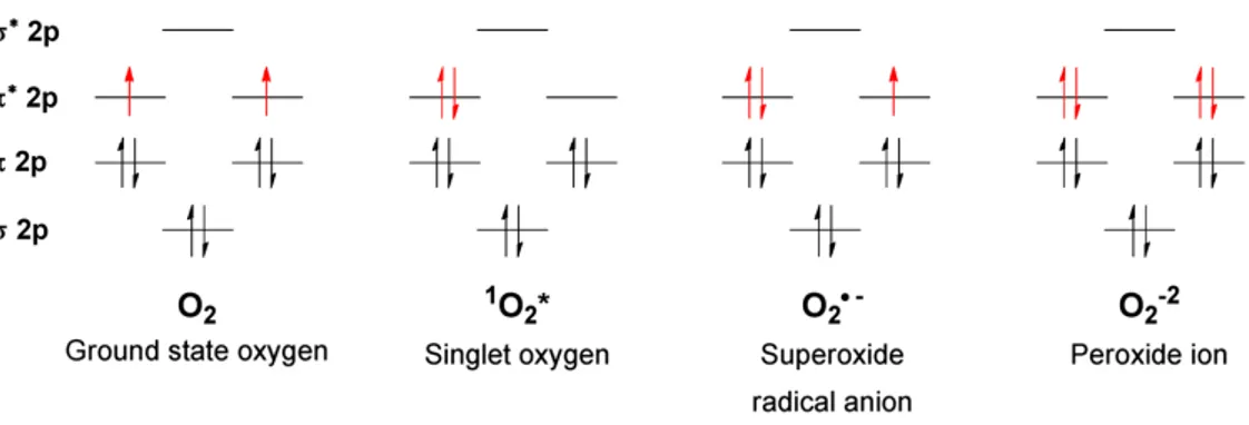 Figure 1.1. Molecular orbital diagrams for ground-state molecular oxygen and some ROS: singlet oxygen, 