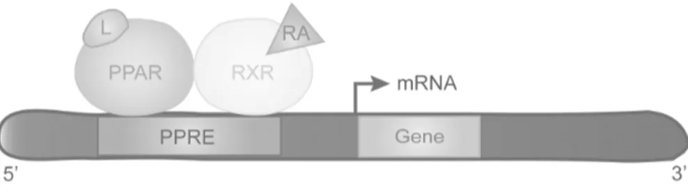 Figure 1.3. PPARs bind RXR to constitute PPRE. Ligands can modulate the transcription 