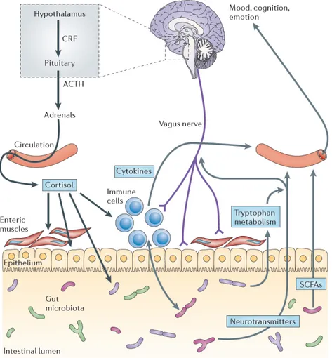 Figure 2.1. The scaffold of the gut-brain axis. The interaction between brain and gut is 
