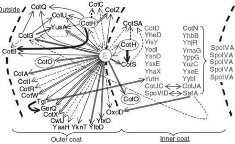 Figure  7:  Model  of  the  coat  protein  interaction  network.  An  arc  of  the  spore  coat  is  indicated;  E  is 