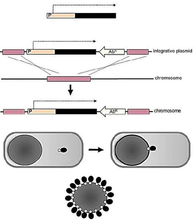 Figure 8: The image shows the way of expression of heterologous protein through genetic 