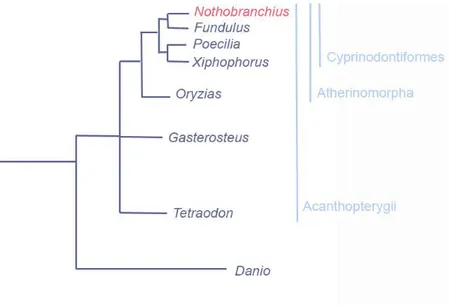 Fig 1 | N. furzeri phylogenetic position compared to the closest Acanthopterygii and the  Ostariophysan  Danio  rerio