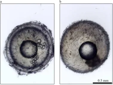 Fig  7  |  Differences  between  fertilized  (a)  and  unfertilized  (b)  N.  furzeri  eggs