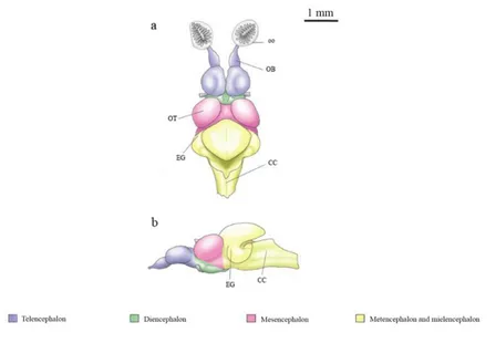 Fig  10  |  Fish  brain  in  dorsal  (a)  and  lateral  views  (b).  Abbreviations:  CC,  crista  cerebellaris;  EG,  eminentia  granularae;  OB,  olfactory  bulbs;  oo,  olfactory  organ;  OT,  optic tectum