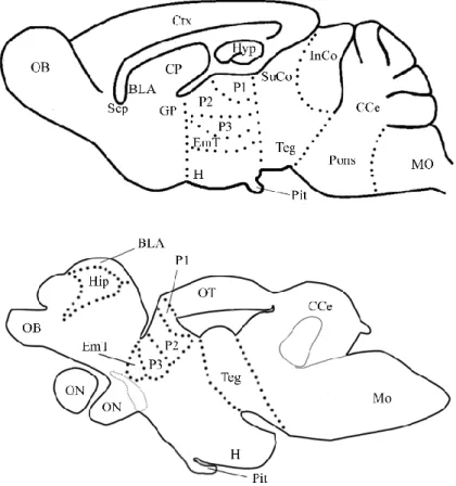 Fig  12  |  Schematic  representation  of  mammal  (mouse)  brain  versus  teleost  (N