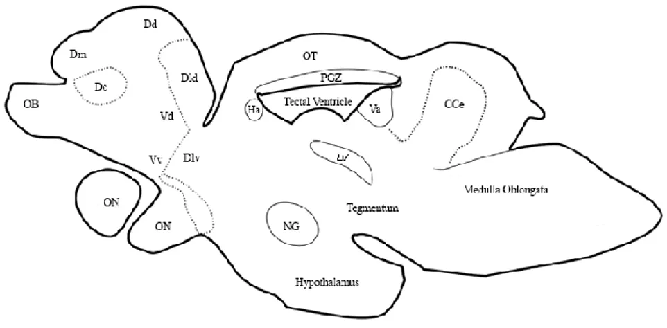 Fig  13  |  Sagittal  overview  of  N.  furzeri  brain.  Abbreviations:  Dc,  central  division  of  dorsal  telencephalon;  Dd,  dorsal  division  of  dorsal  telencephalon;  Dld,  dorso-lateral  division  of  dorsal  telencephalon;  Dlv,  dorso-lateral  
