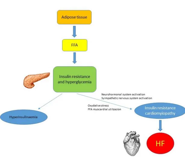 Figure 1. Pathophysiology of HF development related to insulin resistance.   FFA = free fatty acid; HF = heart failure