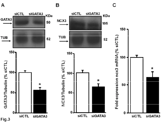 Fig 3 GATA3 silencing reduces NCX3 mRNA and protein levels in primary cortical neurons