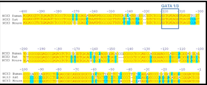 Fig 8 Alignment GATA3 consensus sequence on NCX3 Promoter in Human/Rat/Mouse  