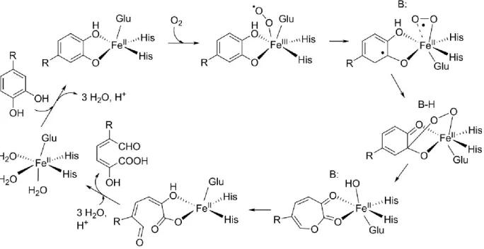 Figure 2: Catalytic mechanism of an extradiol ring-cleaving dioxygenase (ERCD). [40]. 