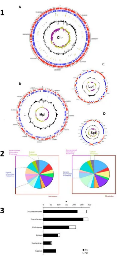 Figure 3: 1: The main genomic features of PP1Y Chromosome (A) and its plasmids (B, C and 