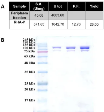 Figure  17:  A:  Purification  table  of  RHA-P.  Total  enzymatic  Units,  Specific  activity  (S.A.), 