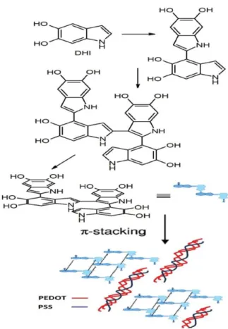 Figure  2.2.  Schematic  view  of  eumelanin  build  up  (after  DHI  oxidative  polymerization 