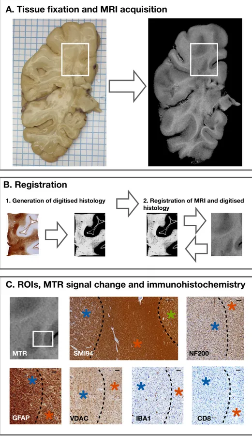 Figure 6. Tissue fixation, MRI acquisition, immunohistochemistry, registration and ROI definition