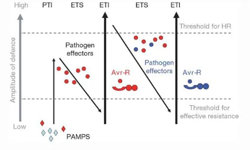 Figure  1:  Figure  1:  Zig-zag  model  illustrating  the  co-evolution  between  host  and  pathogen  (Jones  and  Dangl, 