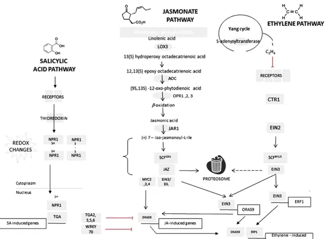 Figure  2:  Plant  herbivory-related  pathways.  Schematic  versions  of  salicylic  acid  (SA),  jasmonate  (JA),  and 