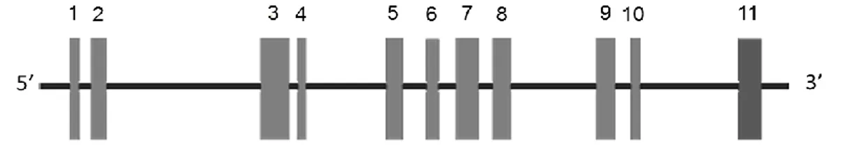 Figure 2.1: The organization of the ProSys gene. Exons are represented by vertical gray bars numbered 1 to 11