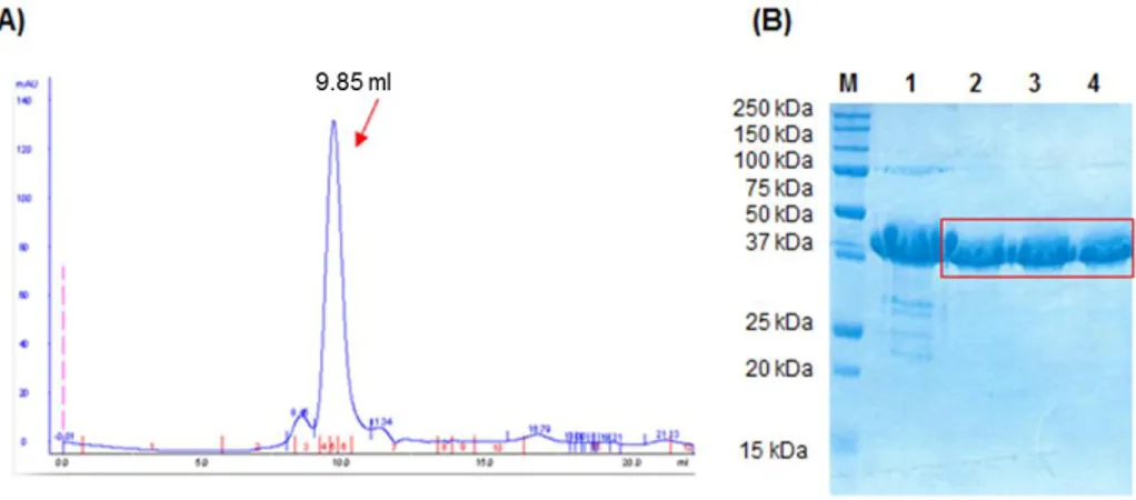 Figure 2.4: SEC and 15% SDS-PAGE of ProSys. (A) ProSys eluted at 9.85 ml (red arrow). (B) 15% SDS-PAGE 