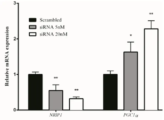 Figure  5.  NRIP1  silencing  increases  PGC-1α  expression.  NRIP1  and  PGC-1α  expression  levels  in  trisomic 