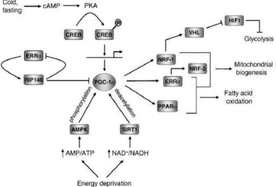 Figure  3.  Regulatory  network  governing  mitochondrial  functions  orchestrated  by  PGC-1α