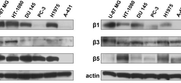 Figure 12. Protein expressions of α5, αIIb, αv, β1, β3 and β5 chain integrin in U-87 MG, HT-