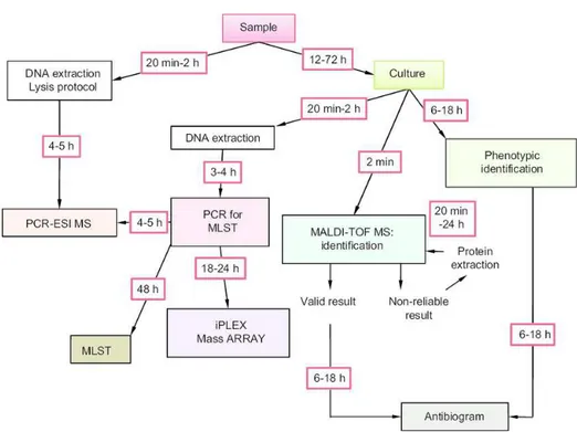 Fig. 1.7 Typical workflow of new and old methods used in clinical microbiology  (Lavigne et al., 2012)