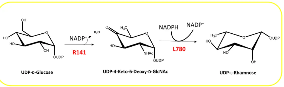 Fig. 2.2 UDP- L -Rhamnose pathway in Mimivirus. This biosynthetic mechanism follows the eukaryotic pathway 
