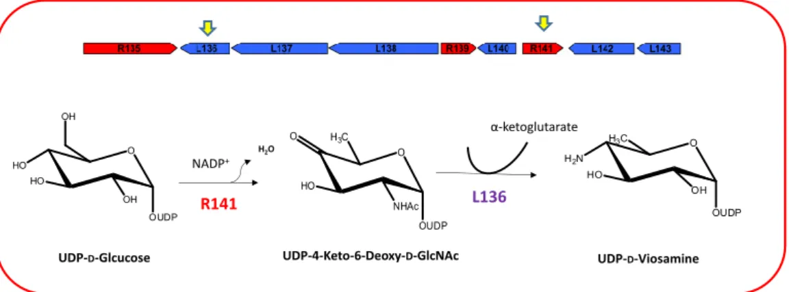 Fig. 2.3 Upper part: the nine gene cluster involved in glycan formation (reproduced from Piacente et al., 2012); 