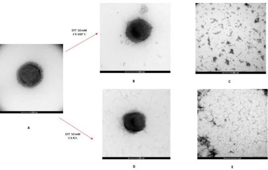 Fig. 3.2 Transmission electron microscopy of Mimivirus:  A) virus untreated as control; B) virus particle 