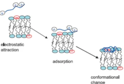 Fig. 1.4 The three steps involved in the binding of linear AMPs to the negatively charged membrane