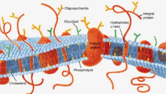 Fig.  2.1  A  schematic  representation  of  a  plasma  membrane.  Their  main  constituents  are  lipids,  proteins and carbohydrates
