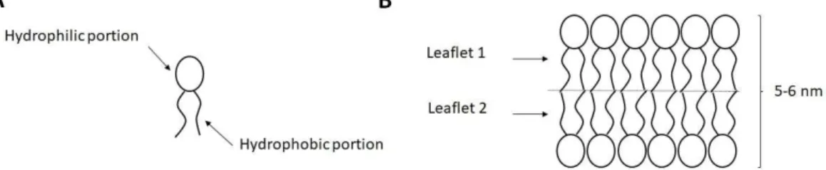Fig. 2.2 (A) Simplified representation of a lipid molecule. The hydrophilic and hydrophobic portion  of the molecule are indicated by arrows