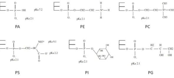 Fig. 2.5 Chemical structures of the polar head groups of glycerophospholipids. The pK a  values of the 