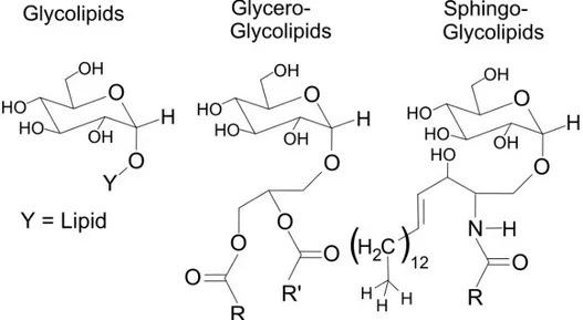 Fig.  2.13  The  chemical  structure  of  glycolipids  (left),  glycero-glycolipids  (middle)  and  sphingo- sphingo-glycolipids (right)