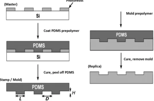 Figure 2.1. Steps to realize a PDMS stamp starting from a Si substrate 2 . 