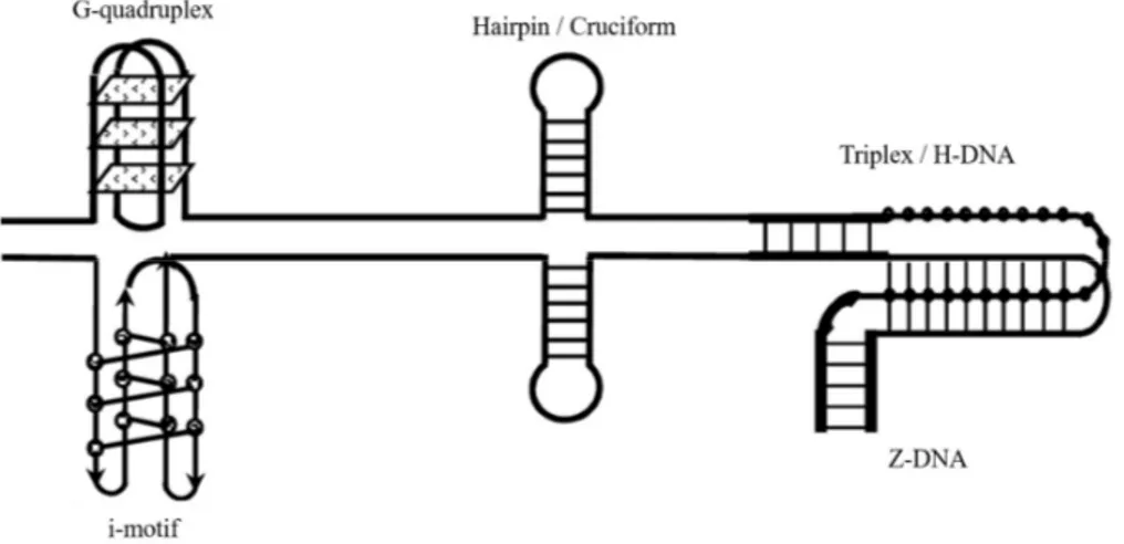 Figure 1.5. Schematic illustration showing some examples of non-canonical DNA structures
