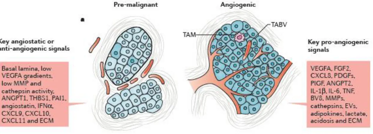 Figure 4. Angiogenesis during malignant progression (from De Palma et al., 2017)  