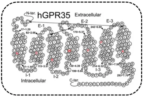 Figure  10.  Helix  net  representation  of  human  GPR35  receptor  structure  (from  Shore  and  Reggio, 2015) and simplified activation of GPR35 by endogenous or synthetic ligands