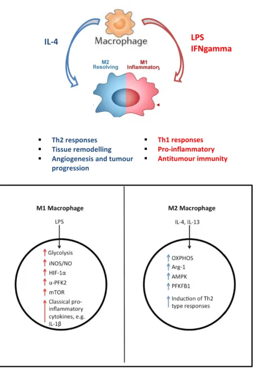 Figure  12.  Physiological  and  metabolic  differences  between  M1  and  M2  phenotypes  of  macrophages (Adapted from Kelly and O’Neill, 2015) 