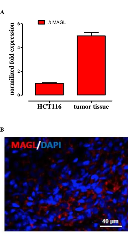 Figure 13. Expression of MAGL in the xenograft model of colon cancer.  
