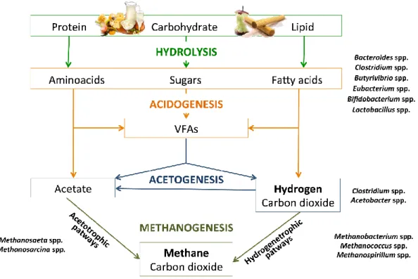 Figure 2.5.1. Phases of biological production of methane with the occurrence of VFAs, acetate, 