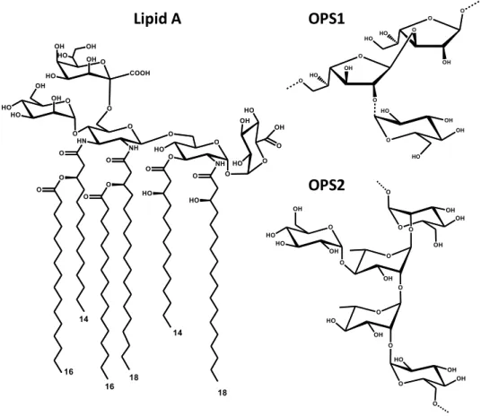 Figure  3.13.  Hexa-acylated  lipid  A  and  two  O-polysaccharides  of  Acetobacter  pasteurianus CIP 103108  