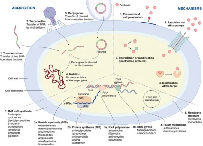 Figure 2: Principal mechanisms of antibiotic resistance 
