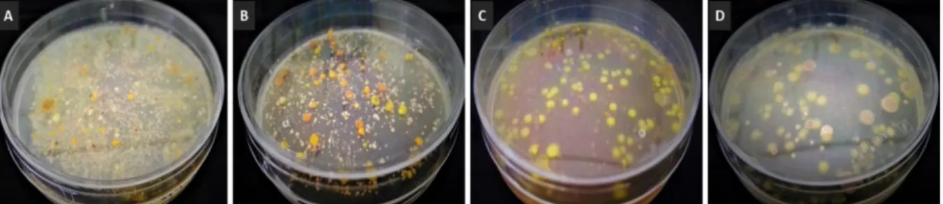 Figure  1:  Differences  in  the  microbial  population  isolated  periodically  from  liquid  Marine  Broth
