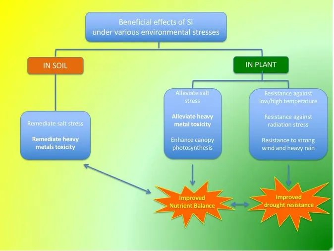 Fig.  1.  Some  beneficial  effects  of  Si  on  plant  growth  and  soil  health  in  various  conditions  of  environmental stress
