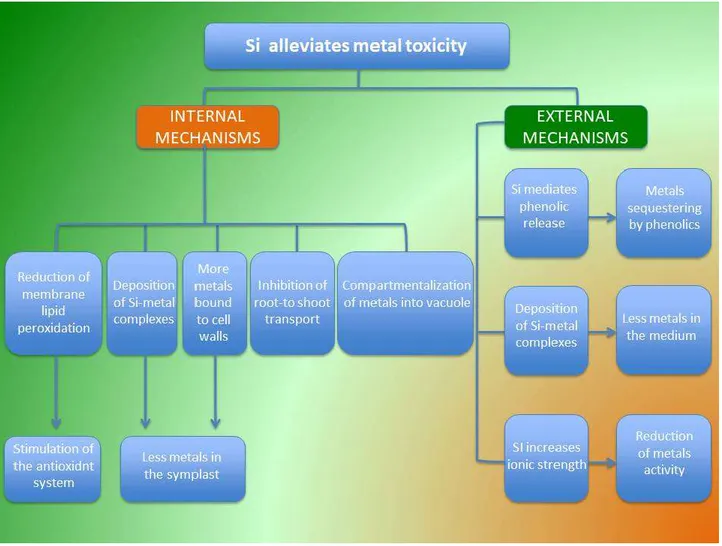 Figure  2  shows  some  mechanisms  of  metal  toxicity  alleviation  mediated  by  Si  in  plants,  as  suggested in recent studies