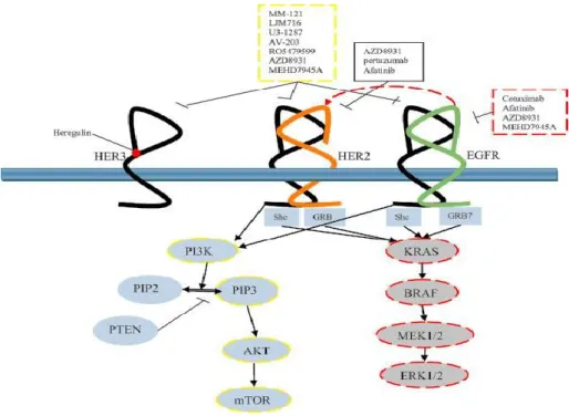 Figure 3. EGF receptor family. Schematic representation of the Tyrosine 