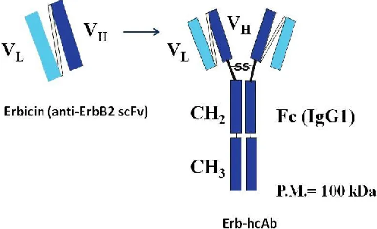 Figure  4.  Erb-hcAb.  Schematic  representation  of  Erbicin  and  its  derived 