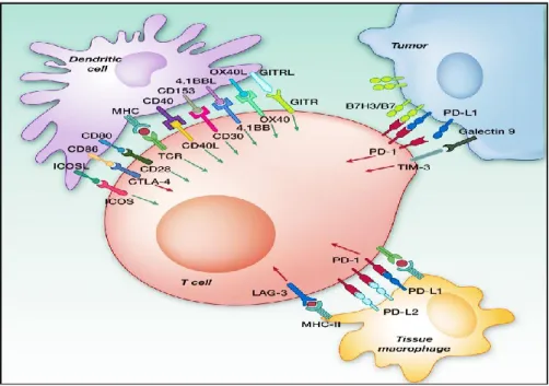 Figure  6.  Potential  immunomodulatory  targets  for  monoclonal  antibody-based therapy